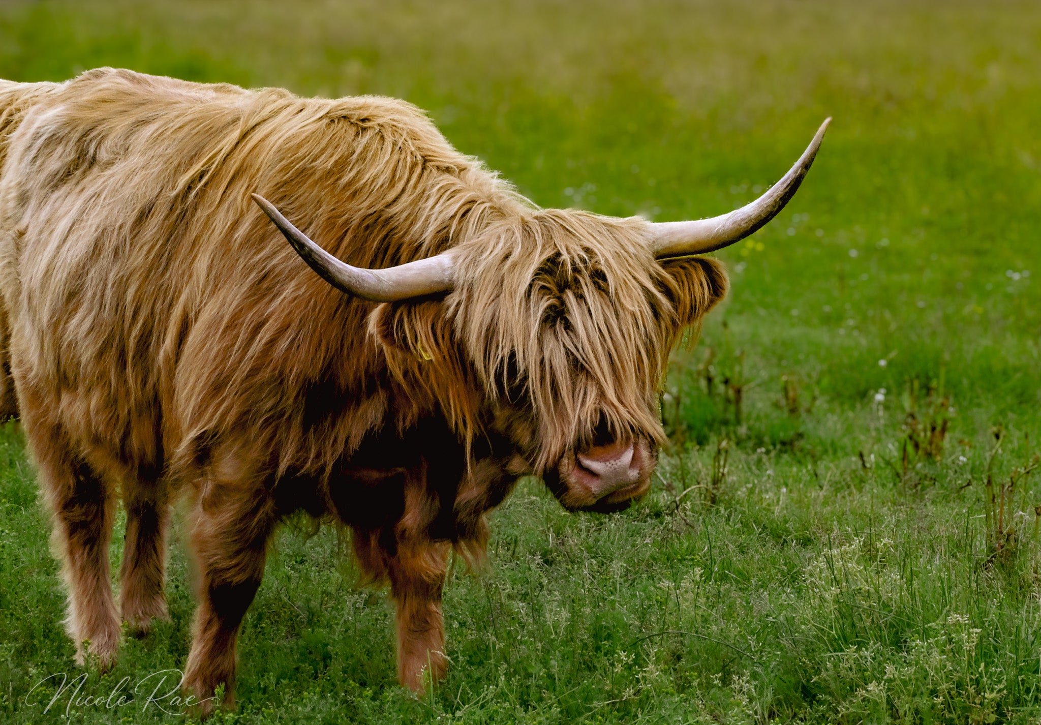 Highland Coo