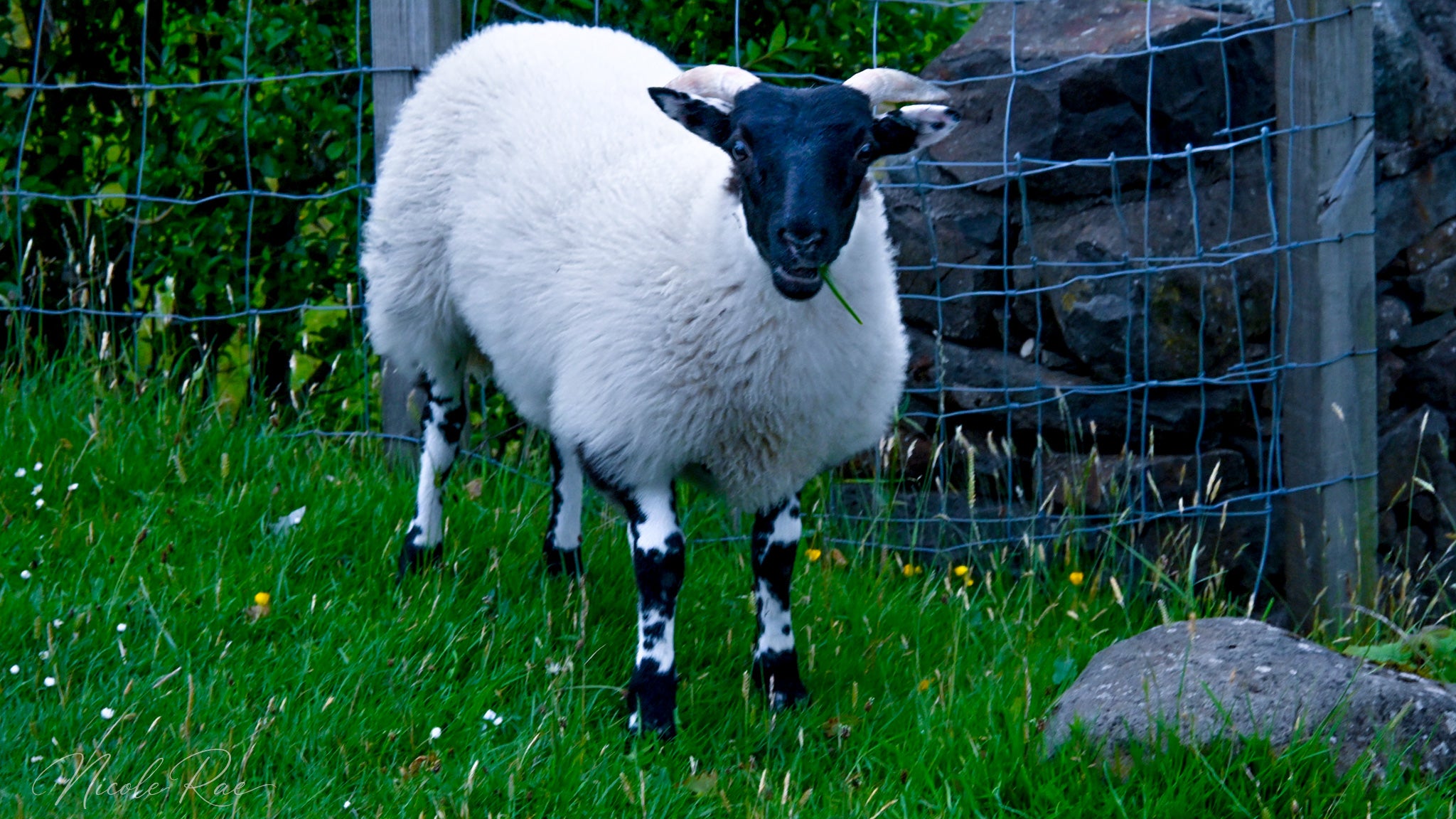 Highland Sheep