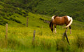 Horse Grazing