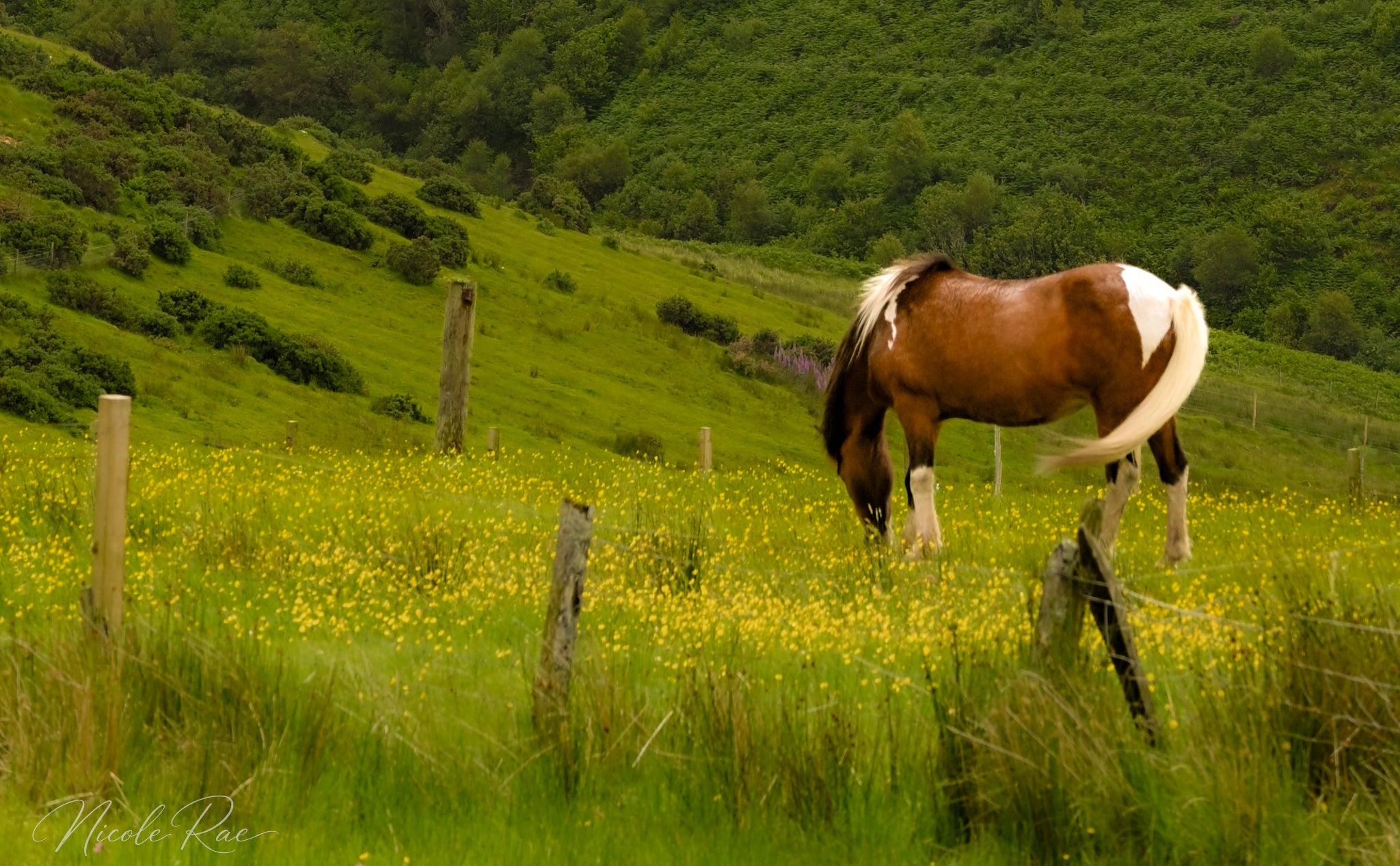 Horse Grazing