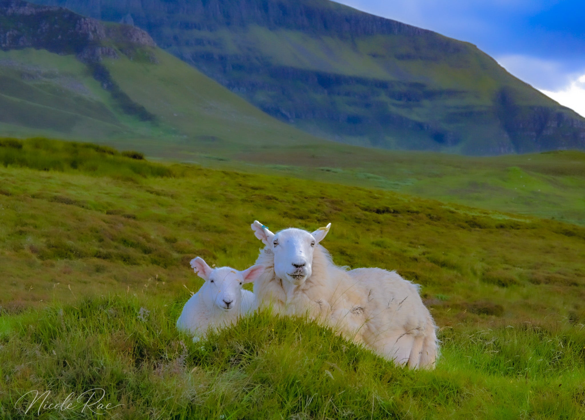 We love ewe