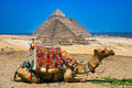 Camel and Pyramids
