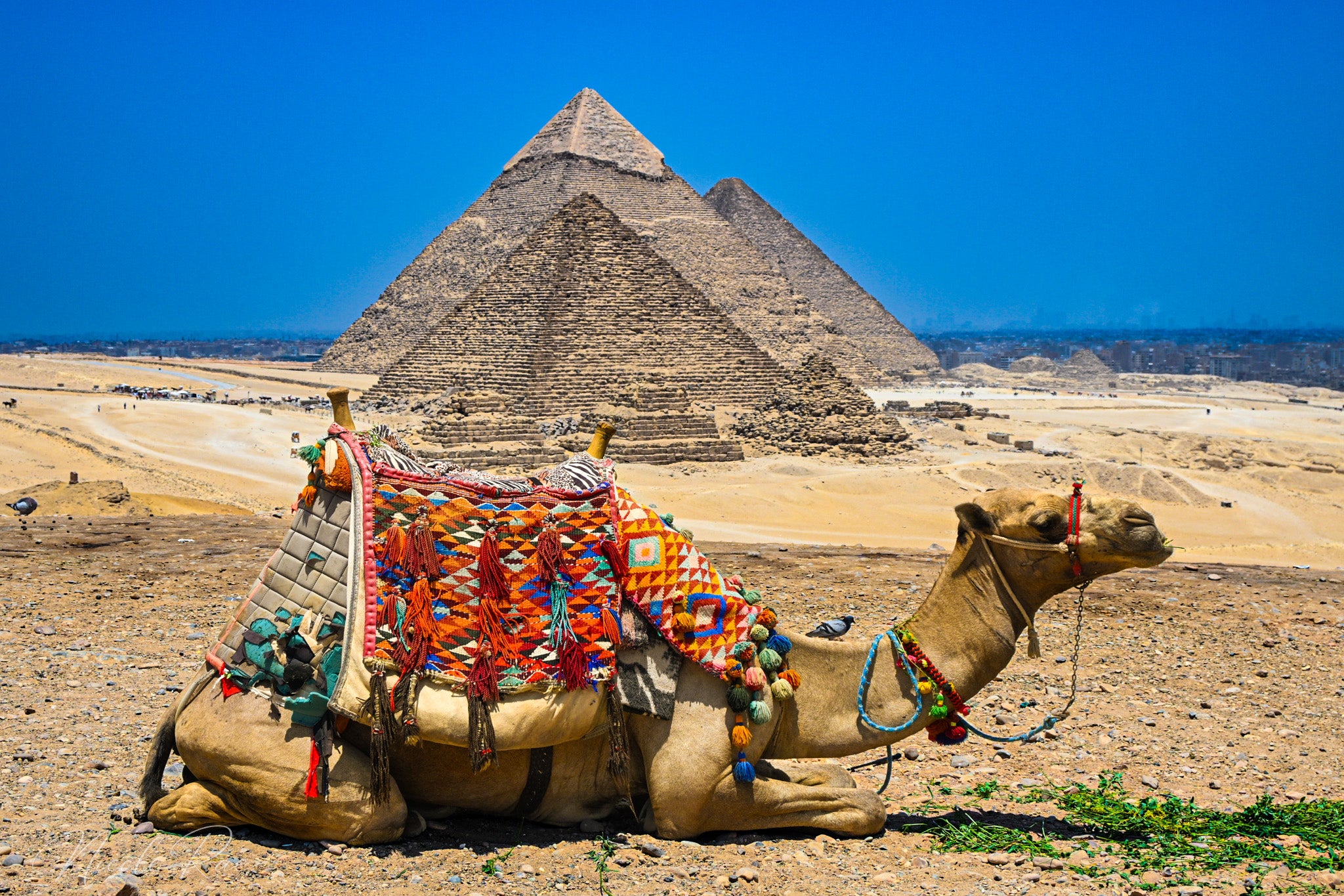 Camel and Pyramids