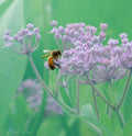 bee green and purple