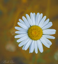 butterscotch daisy