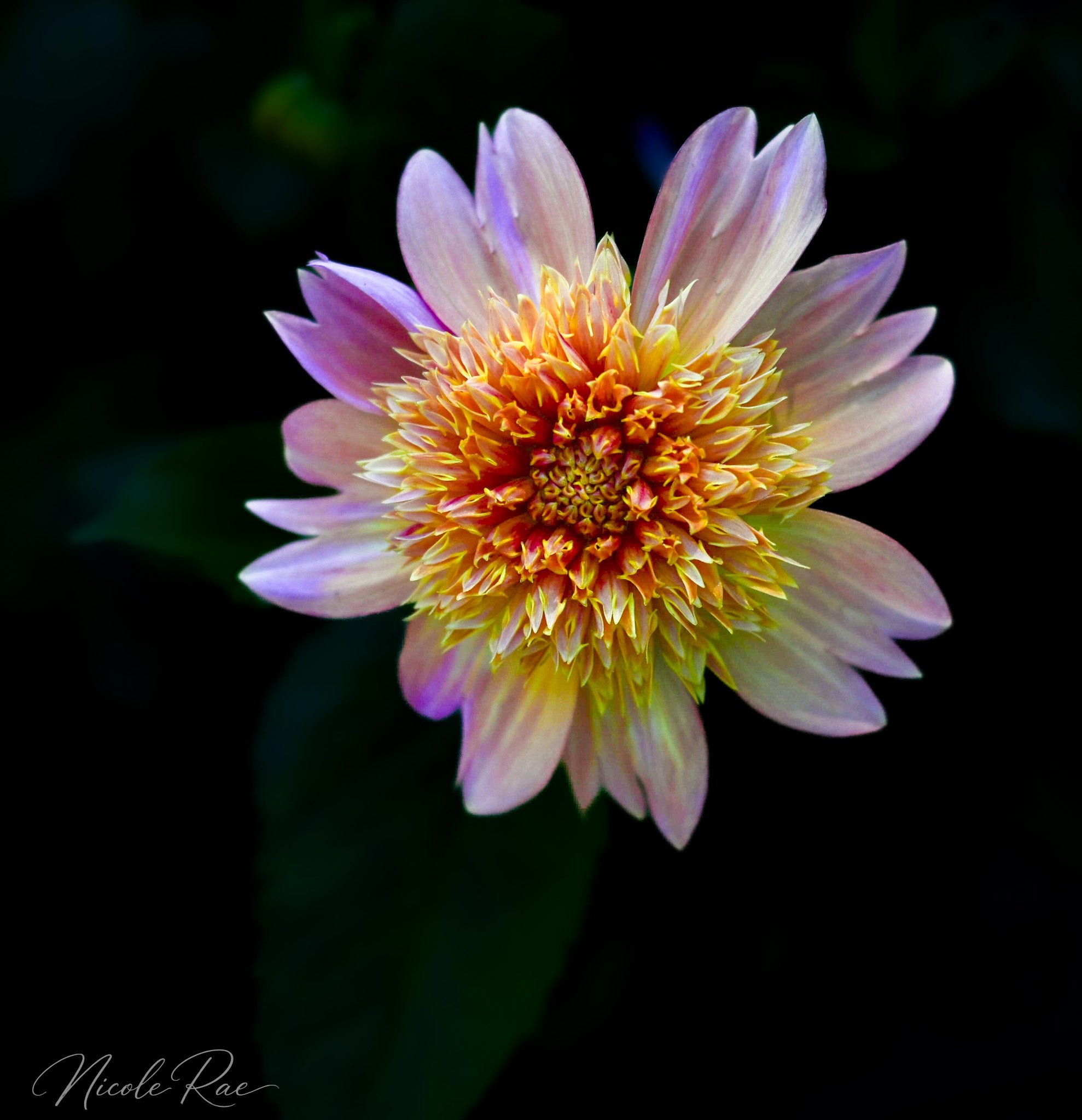Dahlia
