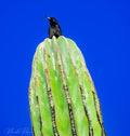 Raven on Cactus