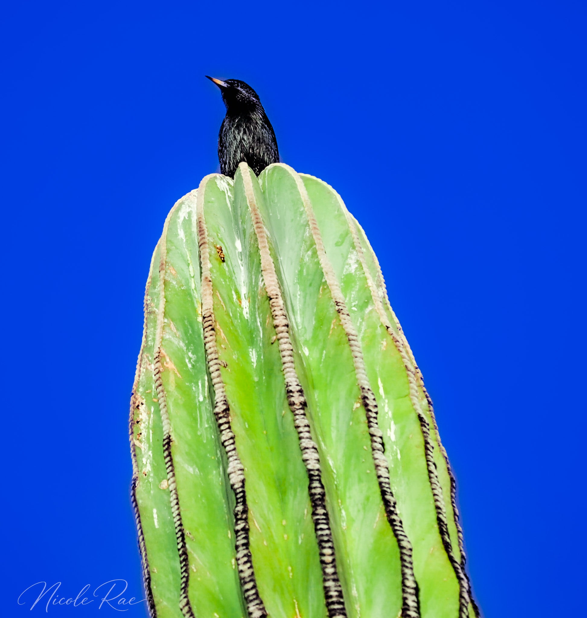 Raven on Cactus