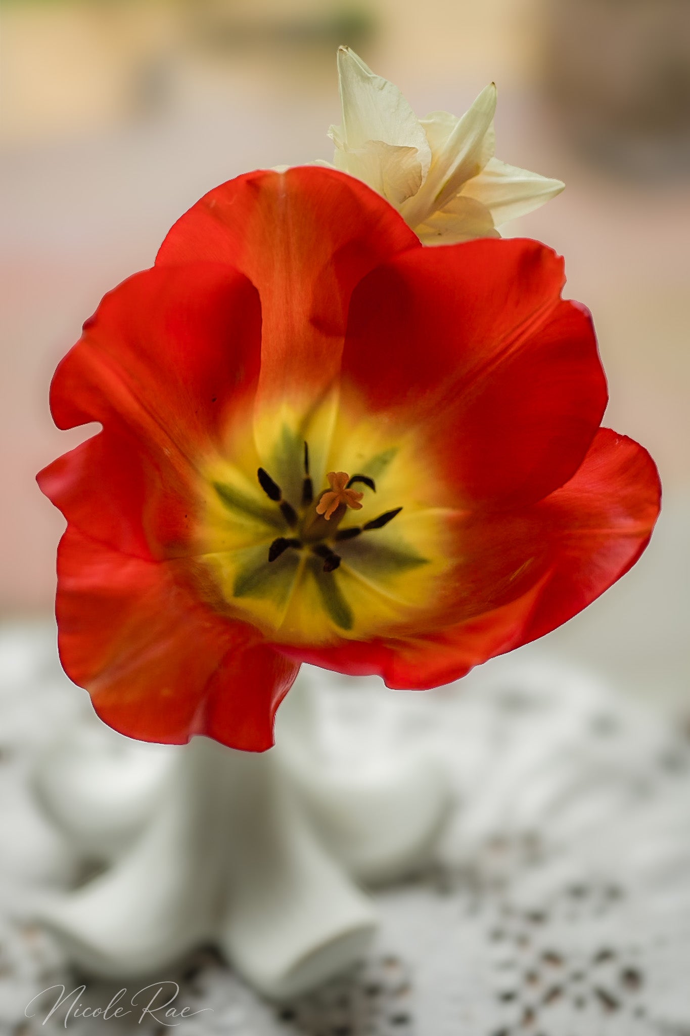 Poppy in a vase