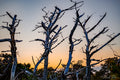 Fire Island Ghost Trees