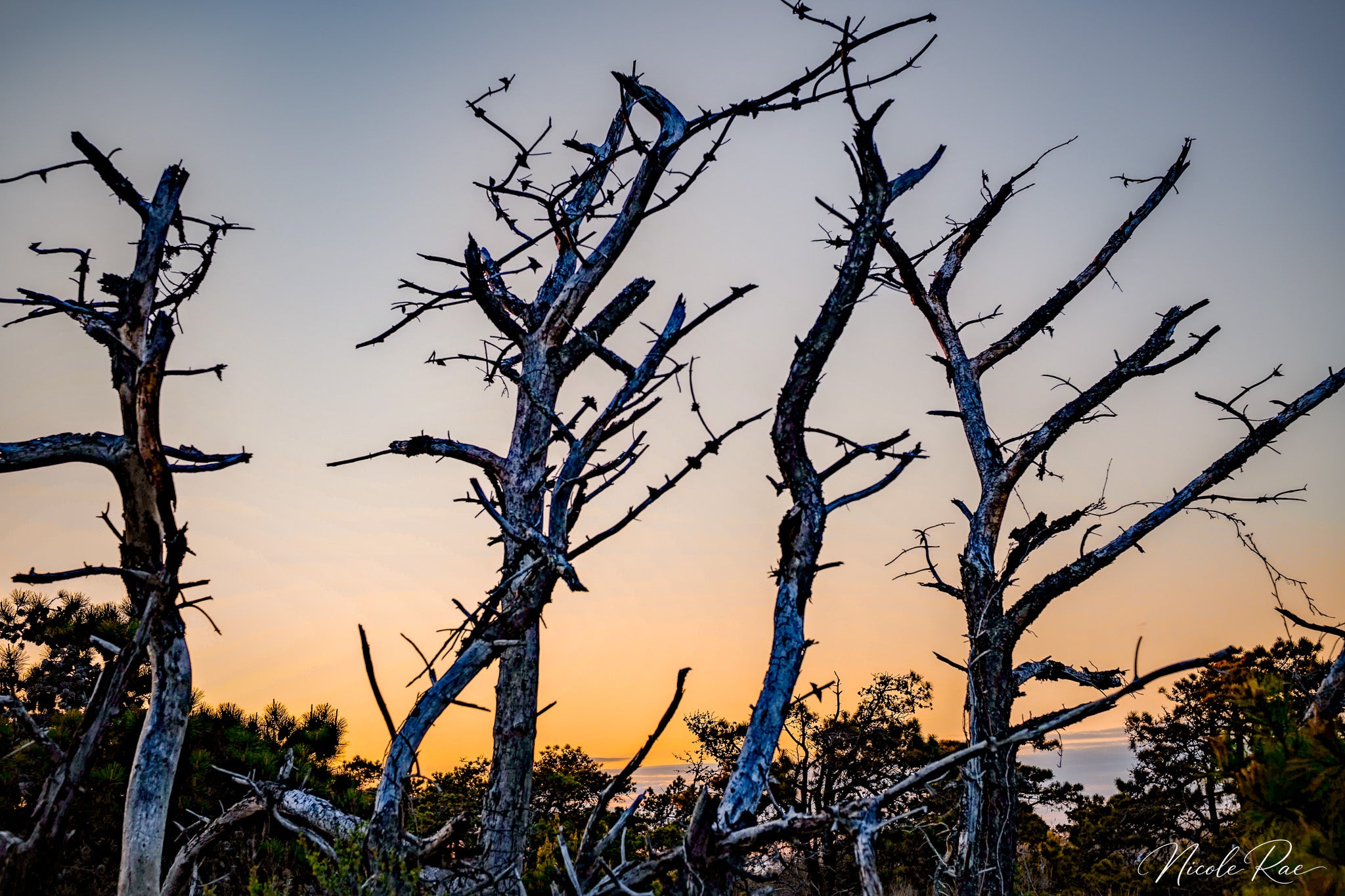 Fire Island Ghost Trees