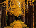 Golden Autumn Walkway