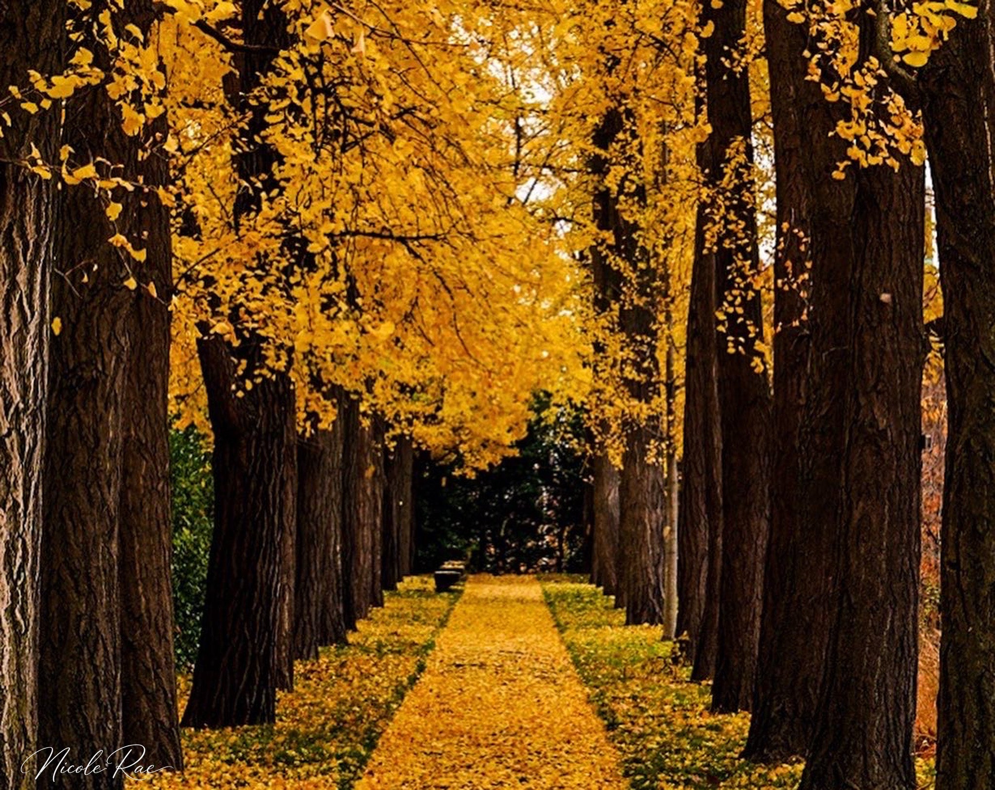 Golden Autumn Walkway
