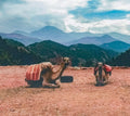 Camels in the Atlas Mountains