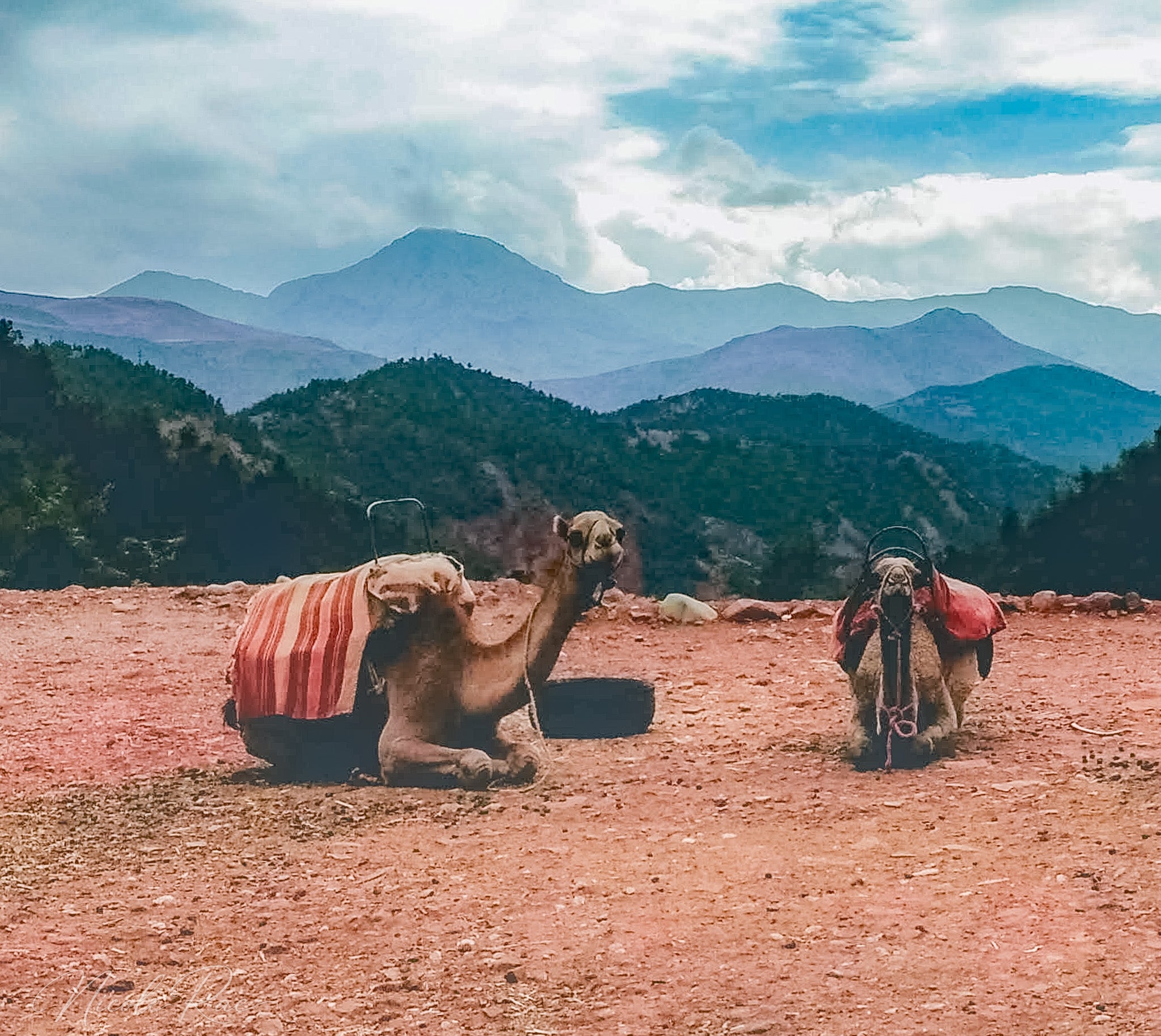 Camels in the Atlas Mountains