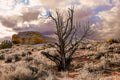 American West