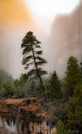 Tree in Zion, Winter 2026