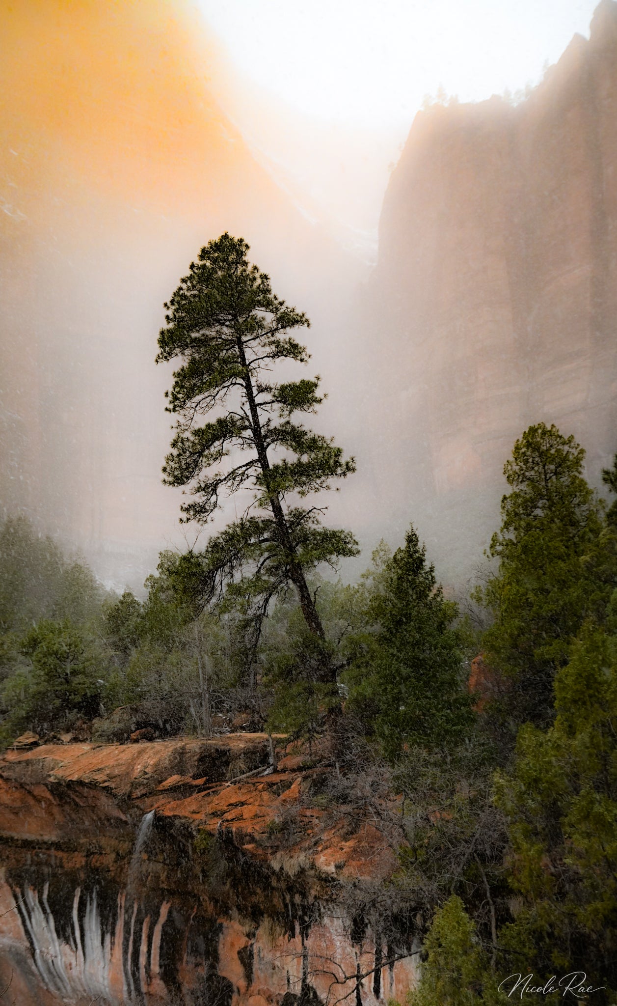 Tree in Zion, Winter 2026