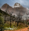 Zion in Winter