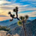 Joshua Tree
