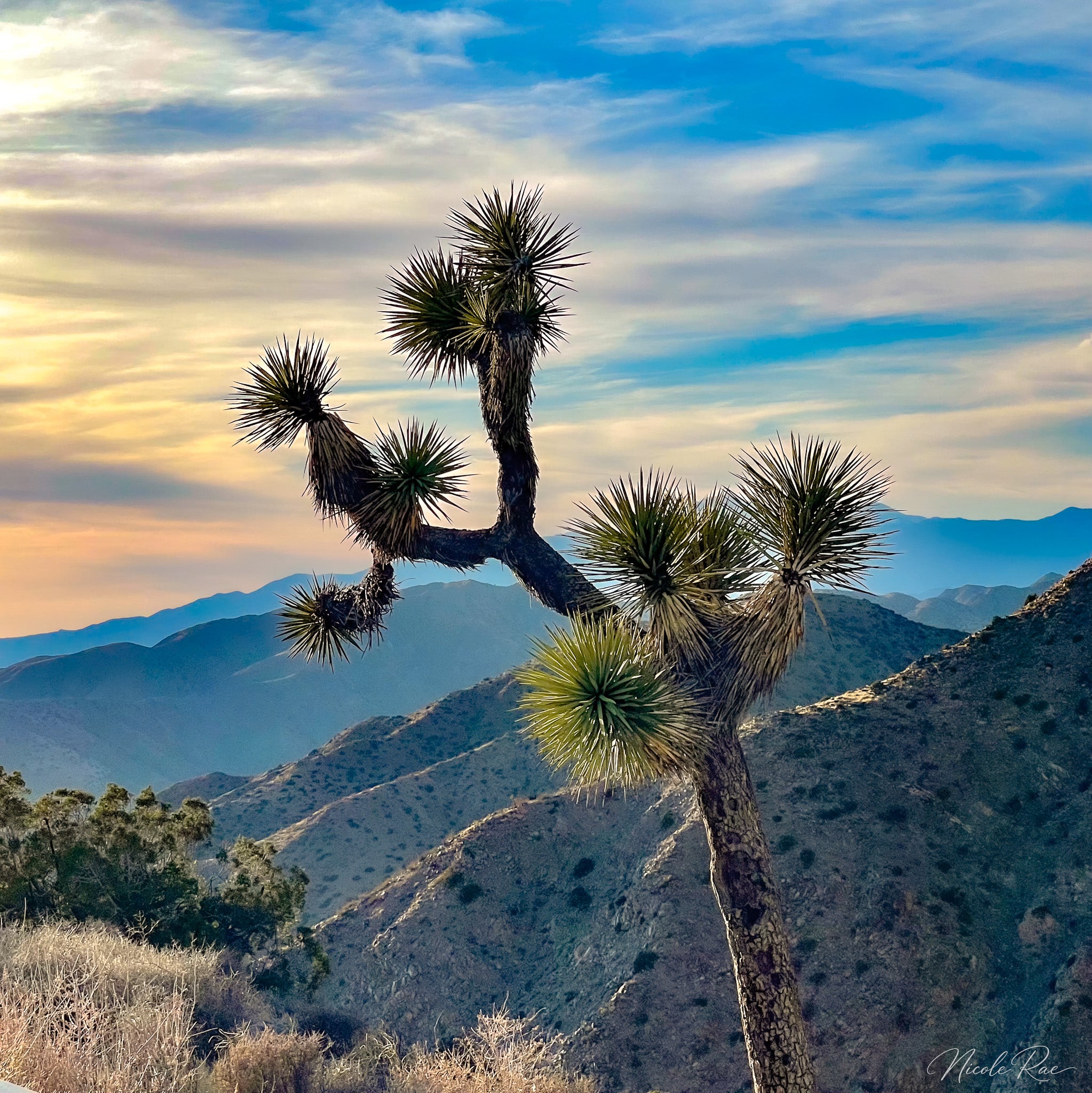 Joshua Tree