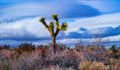 Lone Joshua Tree
