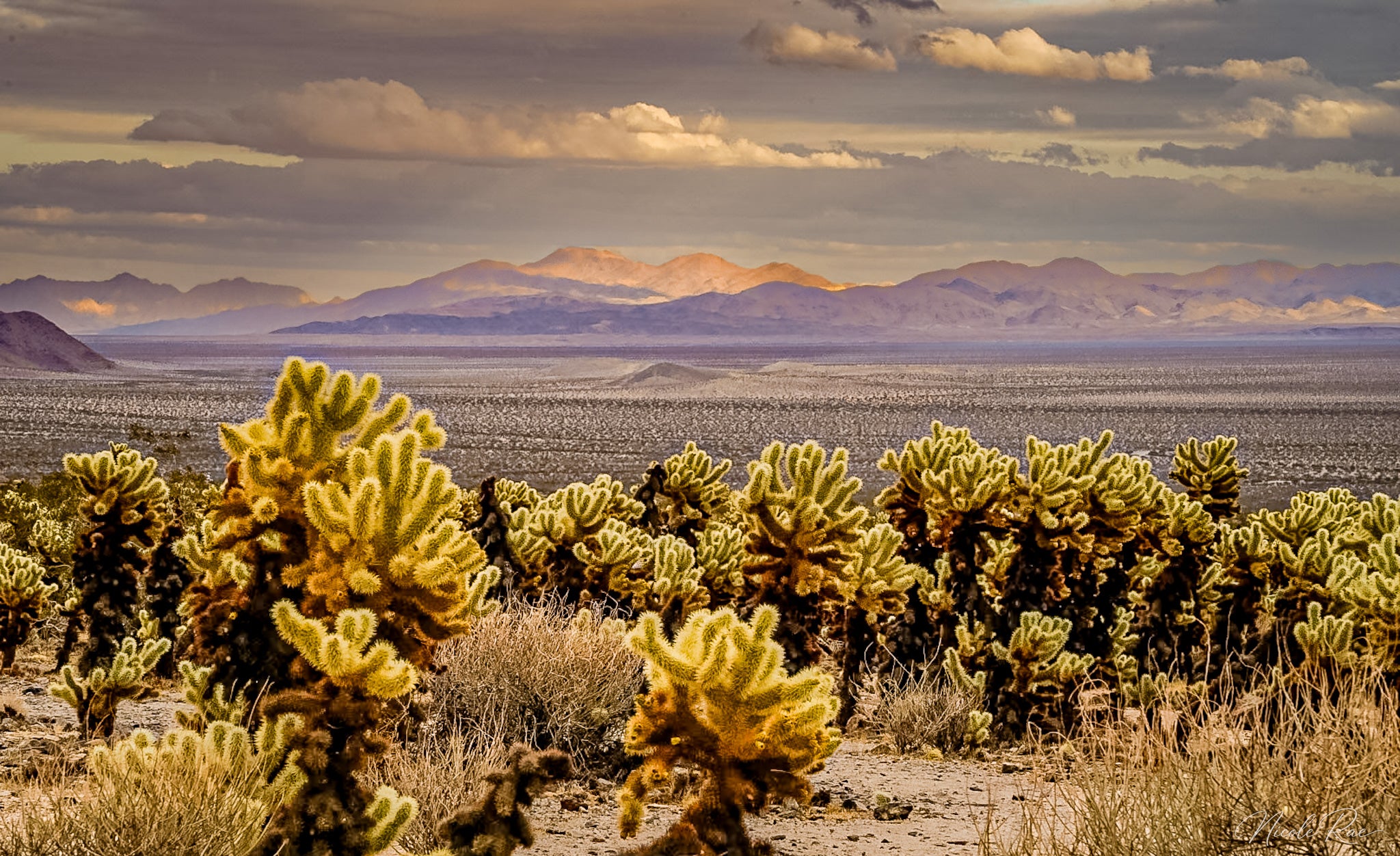 Cholla Garden
