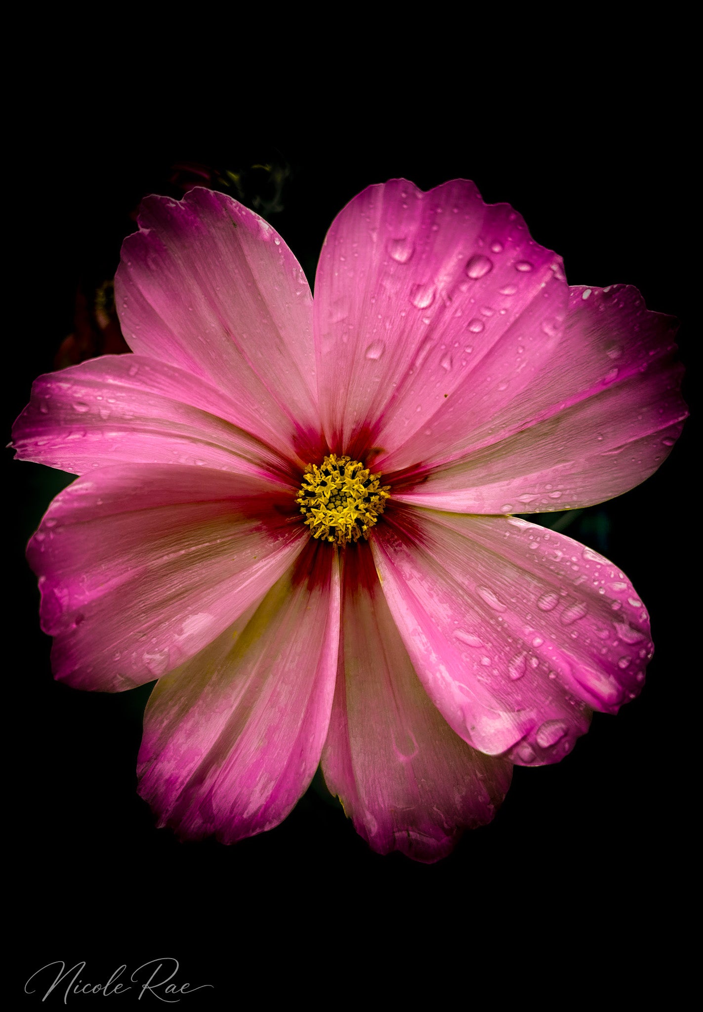 Fuchsia