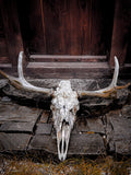 Viking Animal Skull