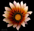autumn bloom