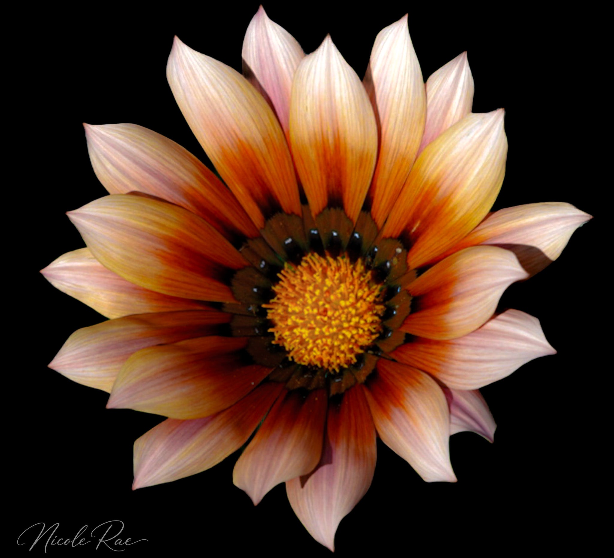 autumn bloom