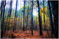 Autumn Woods