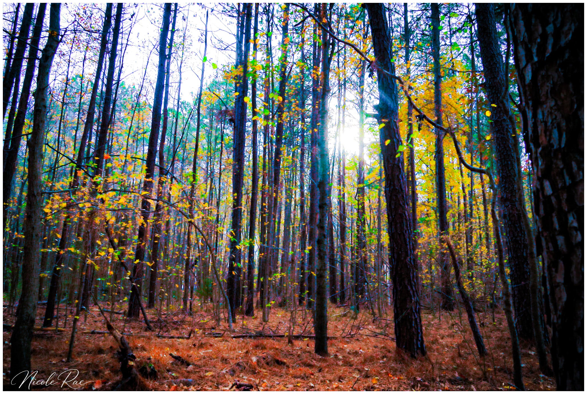 Autumn Woods