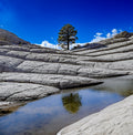 Lone Tree Reflected